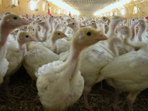 The Avian flu could be devastating to the local area if it crosses over U.S. borders. Local poultry breeders and producers began taking precautions years ago to protect their domesticated birds, such as the group of young turkeys pictured at left and above.<br></br>dailystandard.com